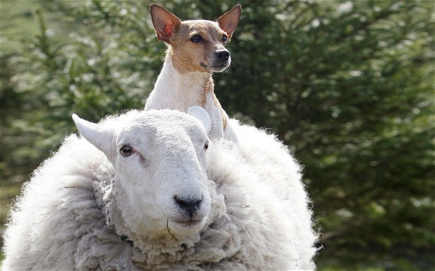 sheep-dog_2544864b