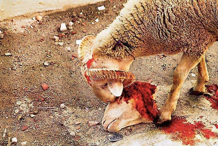 Image result for slaughter of animals