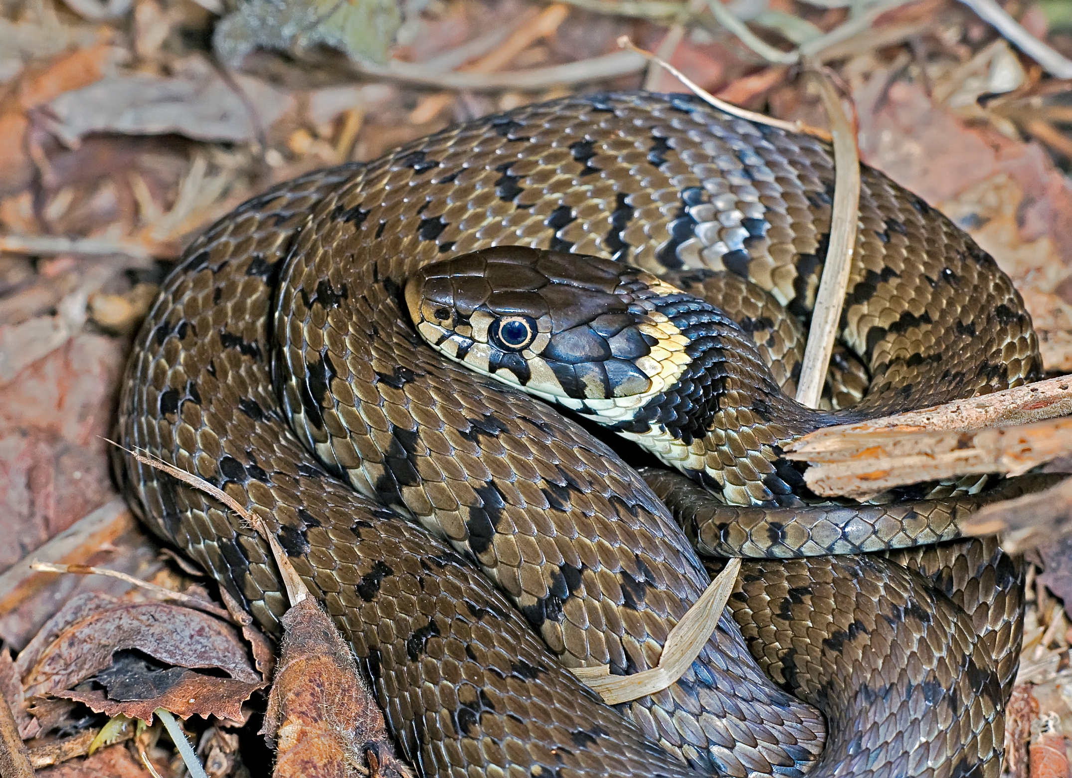 western-black-ratsnake-juvenile-amphibians-turtles-reptiles-of