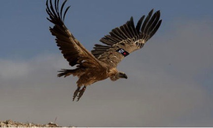 animalspysarticlethreevulture