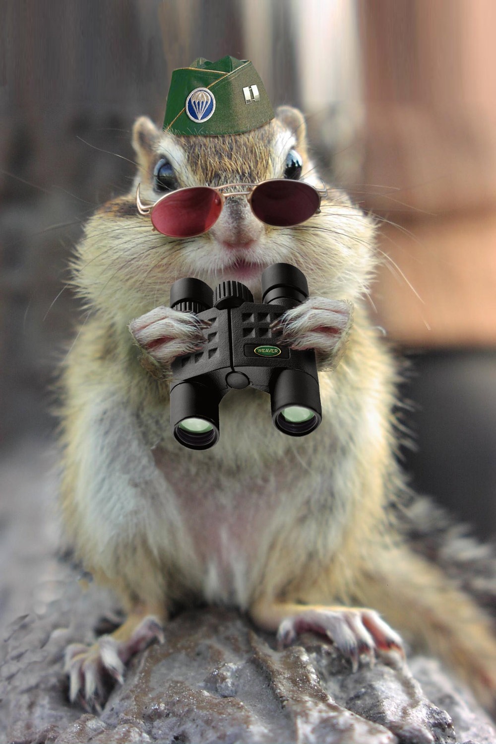 spyanimalssquirelsiranarticle