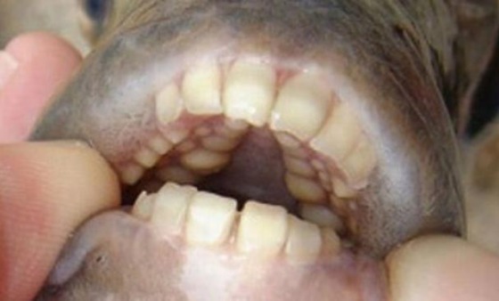 testicleeatingfishfoundinwaterarticle