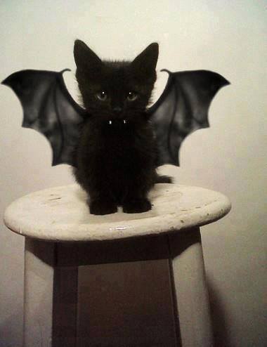 Bat Cat