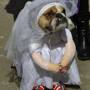 Bride Dog