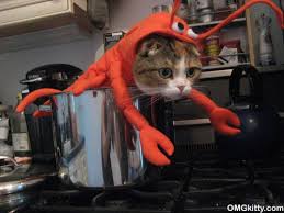 Lobster Kitty
