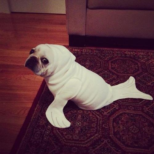 Seal Pug