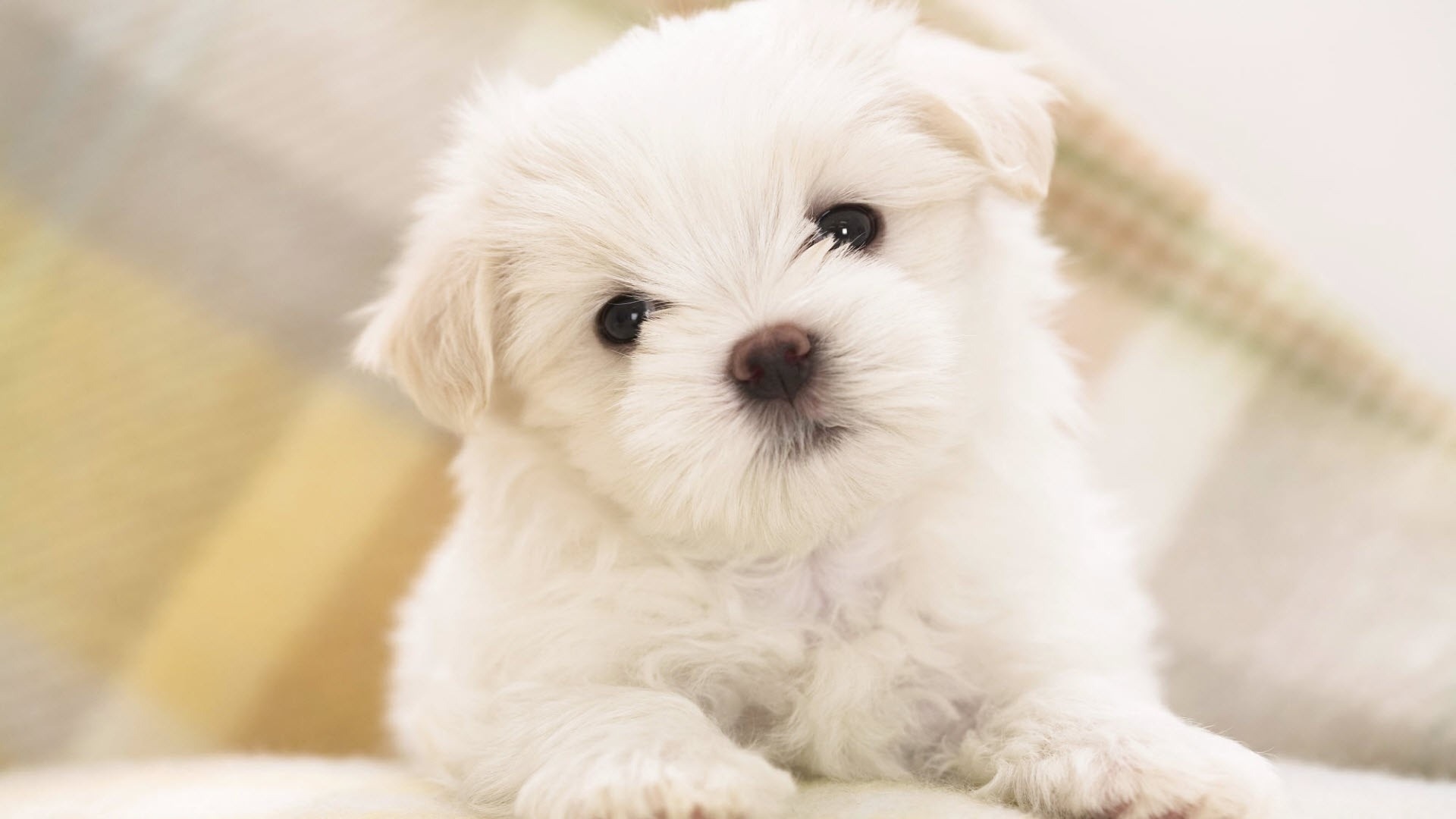 Cute-White-Pomsky-Wallpaper-HD