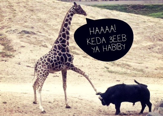 Giraffefour
