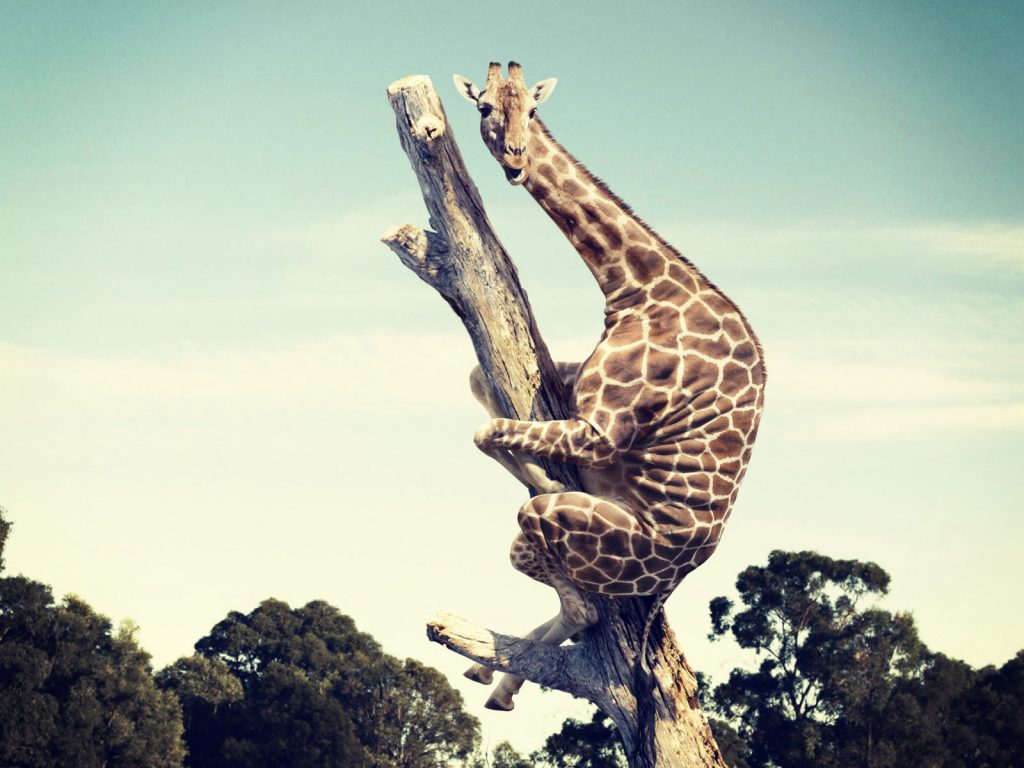 Giraffethree