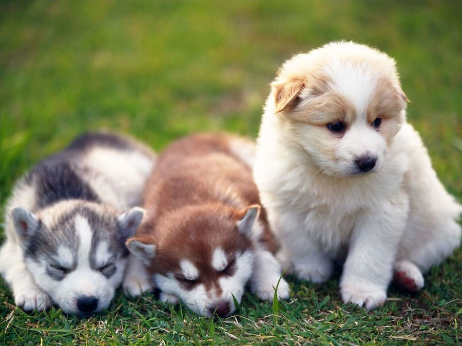 Pomsky3