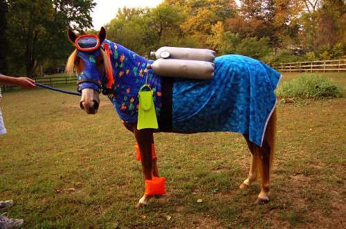 Diving Horse