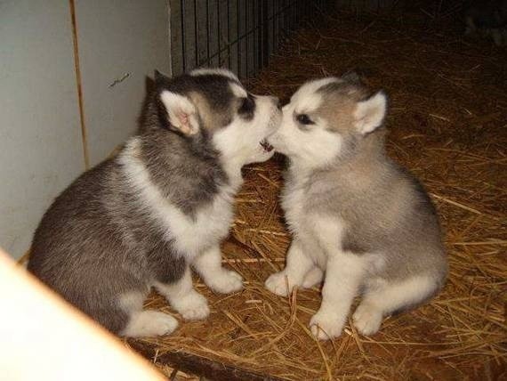 pomskynibble