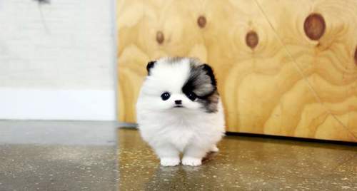 pomskyyy