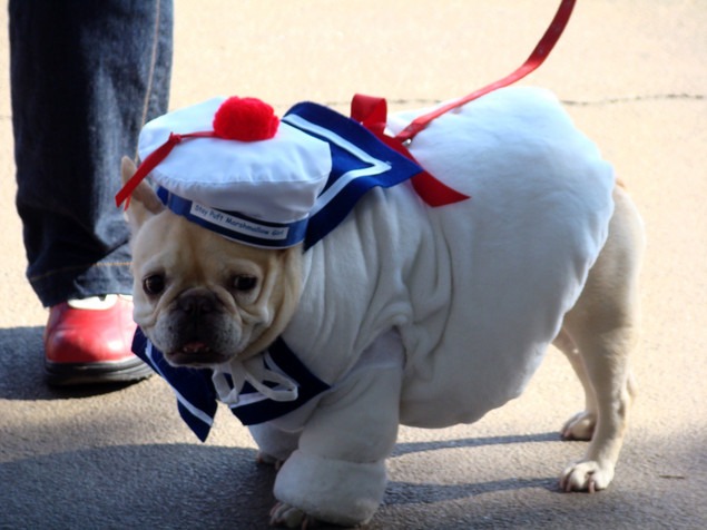Sailor Pug