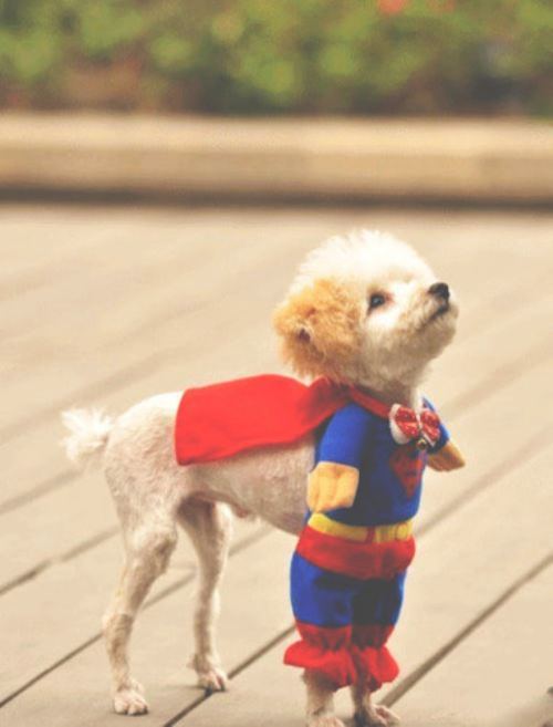 Super Poodle
