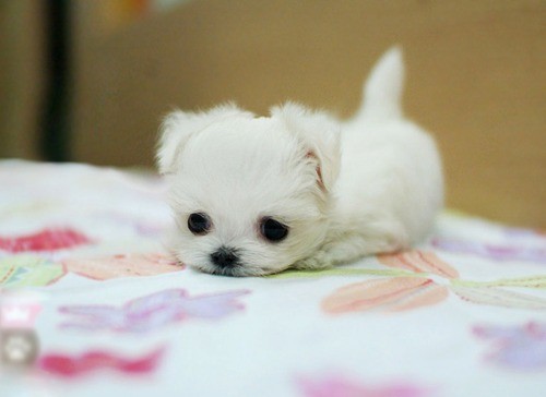 teenypomsky