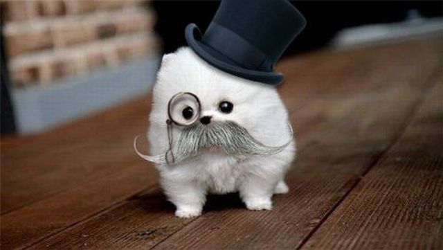 tophatpomsky