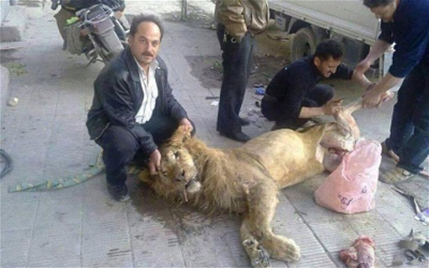 eatinglions