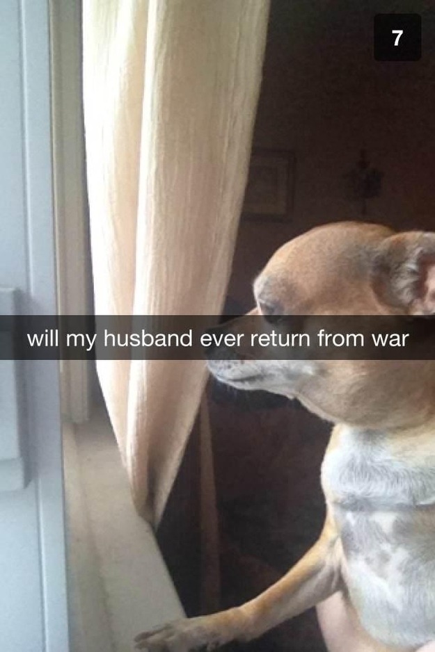 pet pics
