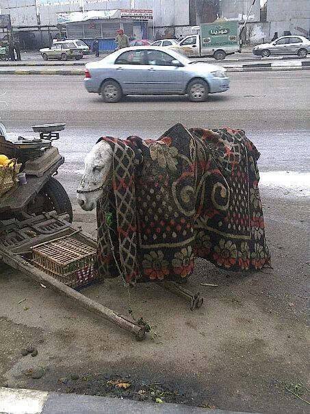 donkey