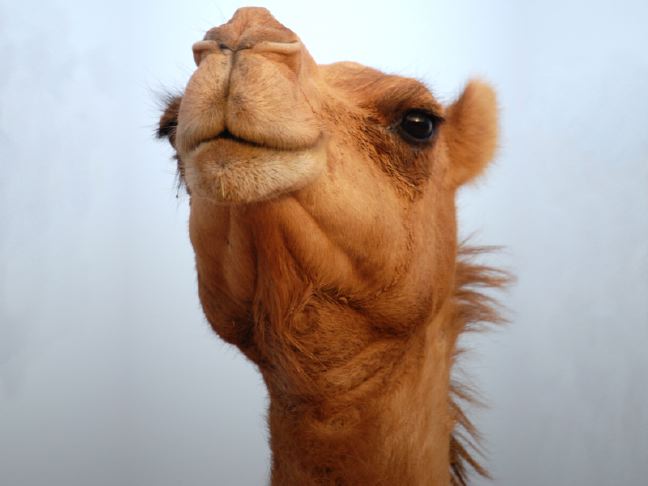 Camel-Face