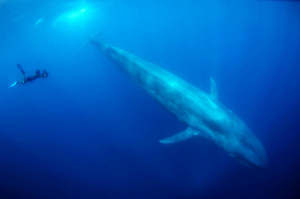 10 Animals You Didn’t Know Live in the Emirates