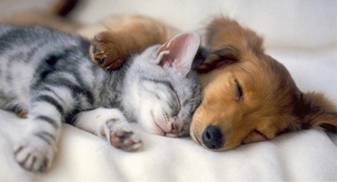 cute-puppies-and-kittens