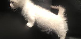 images-1