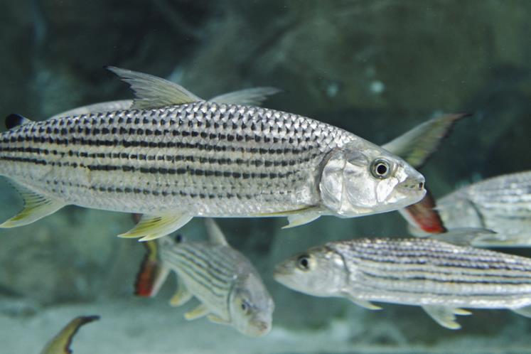 Goliath Tigerfish, Additional Creatures Wiki