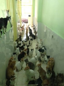 Cat house