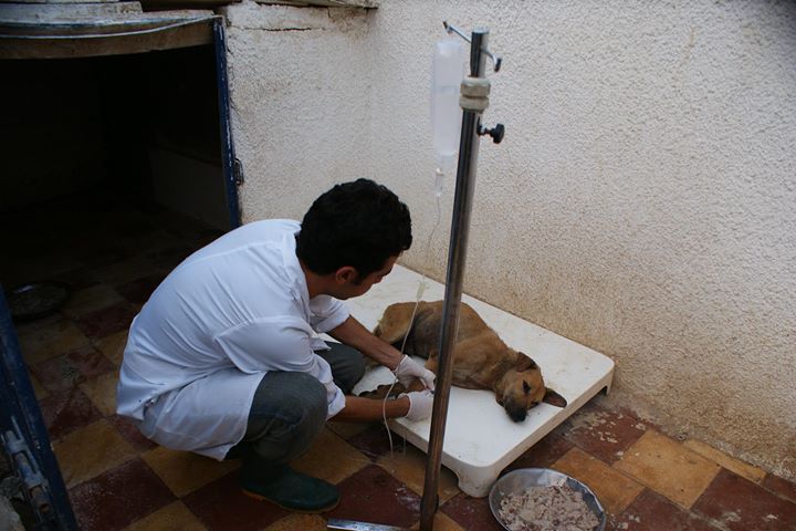 One of ESMA's veterinarians at work
