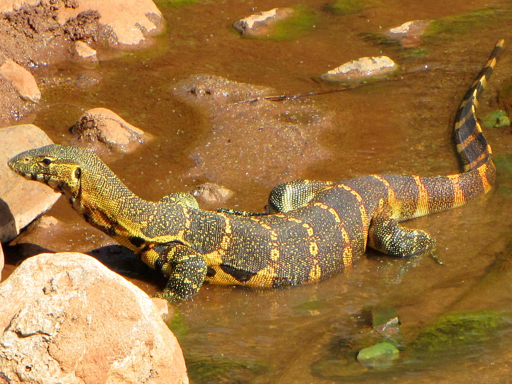 Mammals wild animal best blog: The river nile wild animals