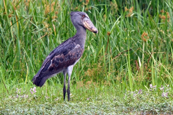 do shoebill storks kill their young