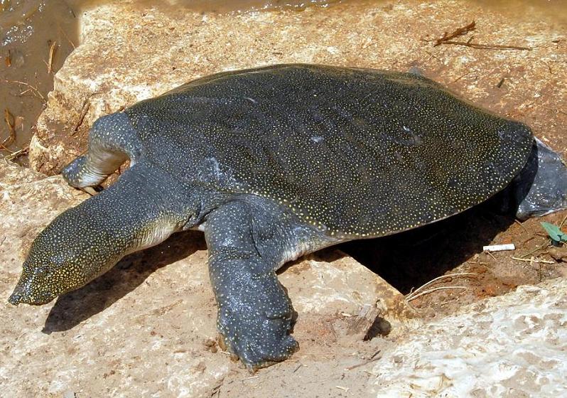 african_softshell_turtle