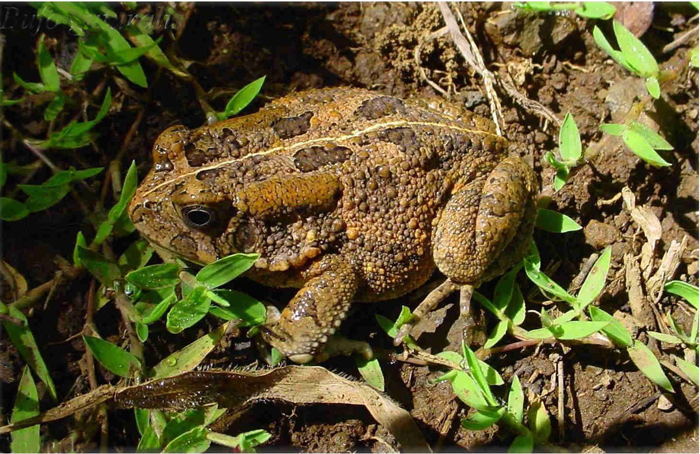 africancommontoad