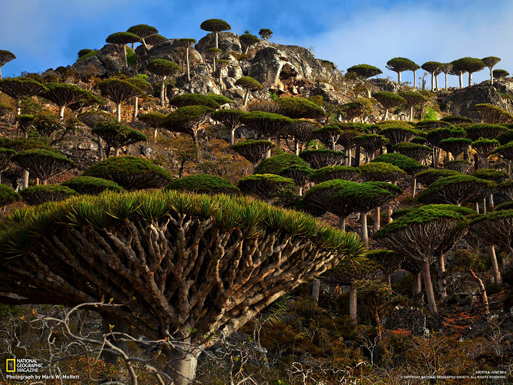 Socotra Island, Yemen (Via)