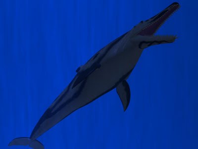 Shark toothed dolphin 1 1