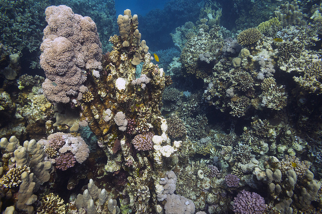 Island's Dive Site (Mal B/flickr)