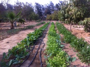 Many of Tabla Luna's ingredients are homegrown and organic.