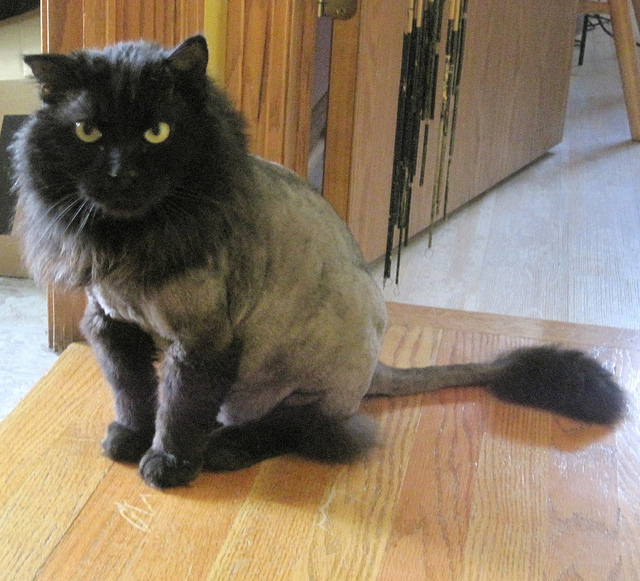 55 HQ Images Lion Shaved Black Cat / 1st Lion Cut for my Persian Cats | Meow Lifestyle