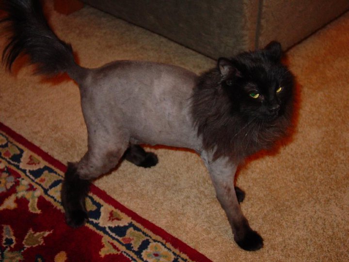 Why You Should Get Your Cat a 'Lion Cut' this Summer
