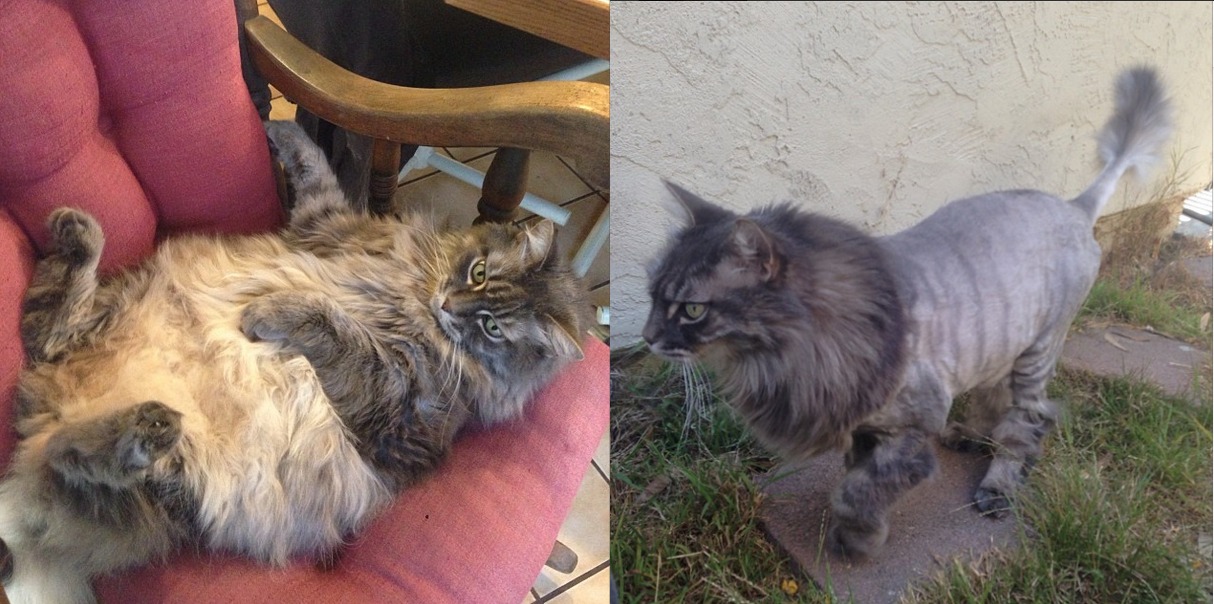 Why You Should Get Your Cat a 'Lion Cut' this Summer Scoop Empire