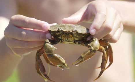 SP_3_CRABBING.JPG
