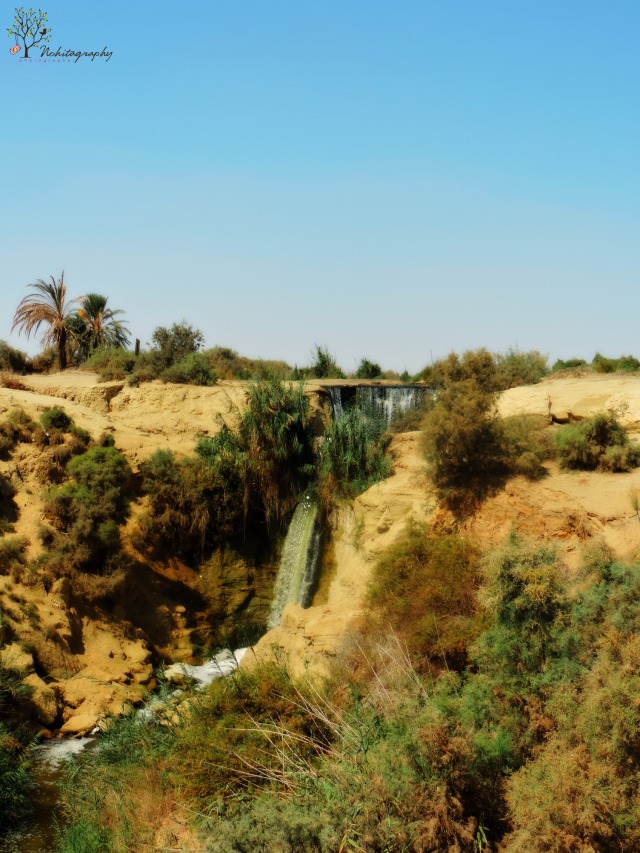 (Noha Hesham)