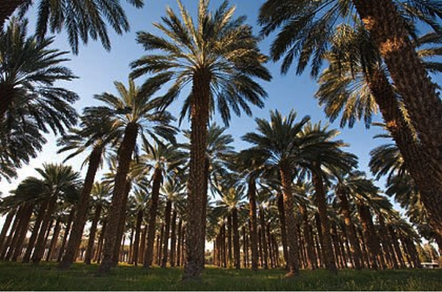 How important is the date palm to the UAE? - Abu Dhabi 