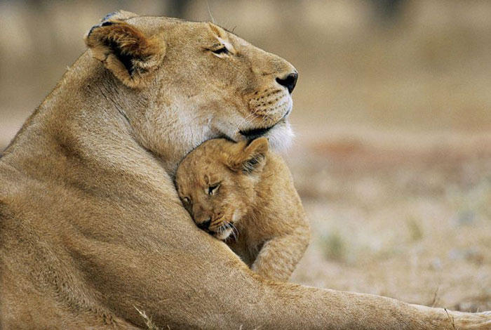 lions
