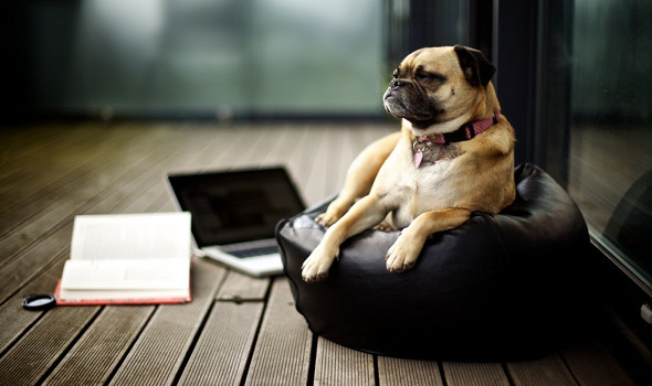 pet-sitting-590