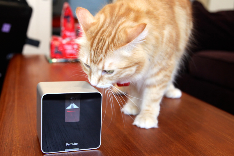 petcube