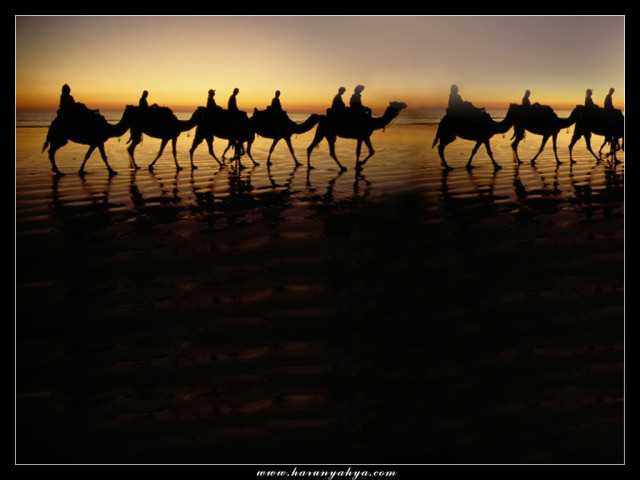 wallpaper_camel_desert
