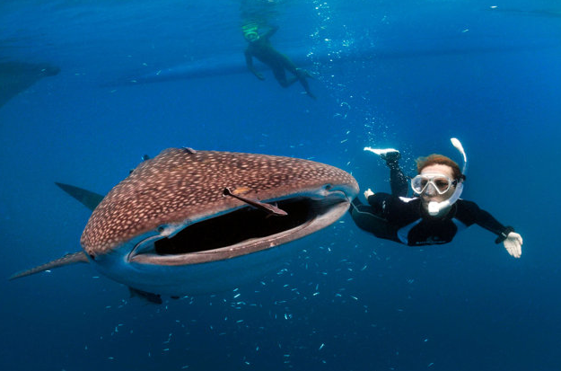 Shalateen Diving